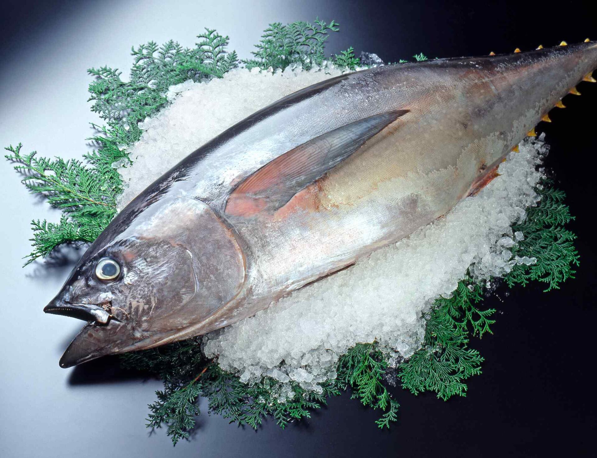鮮魚
